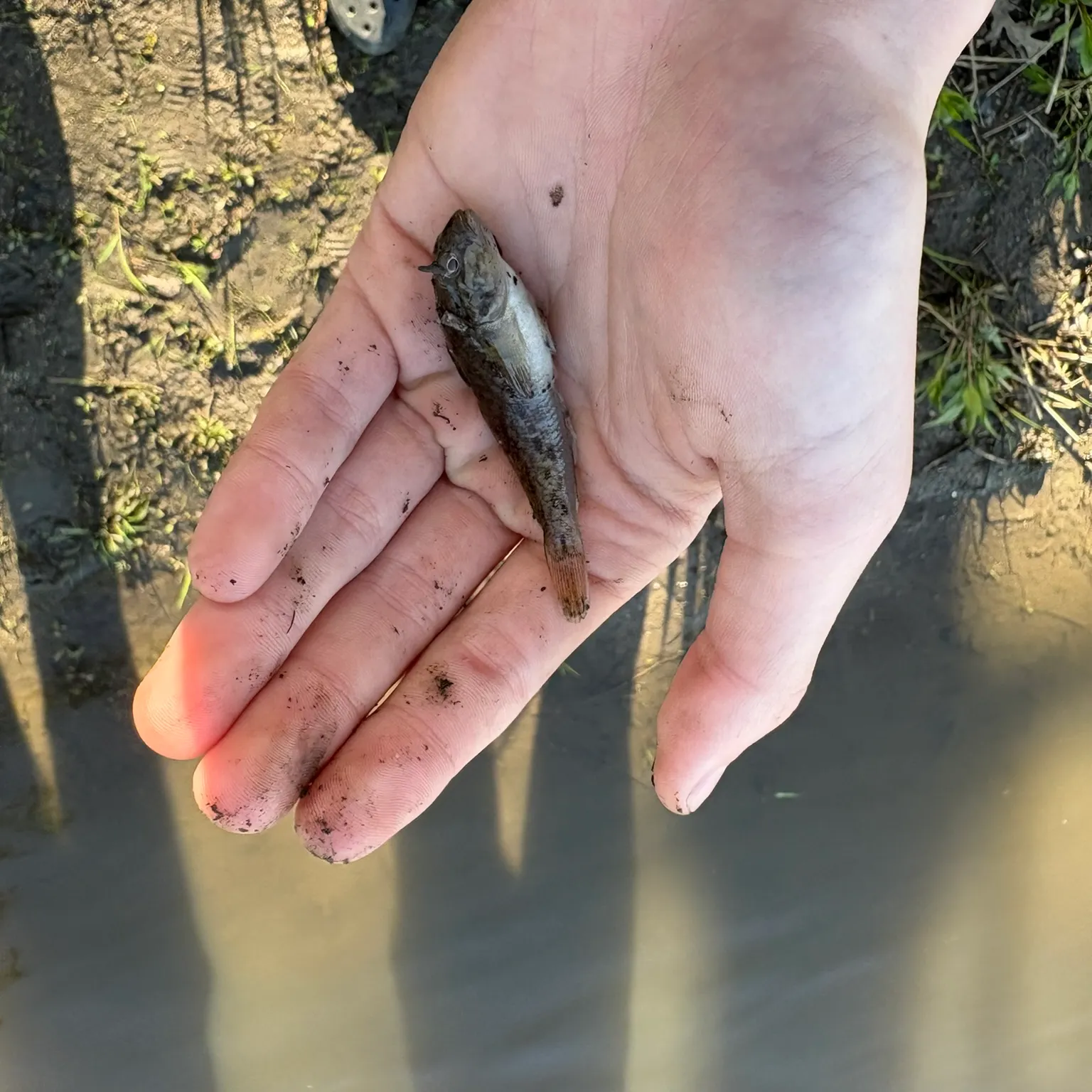 The most recent Round goby catches on Fishbrain