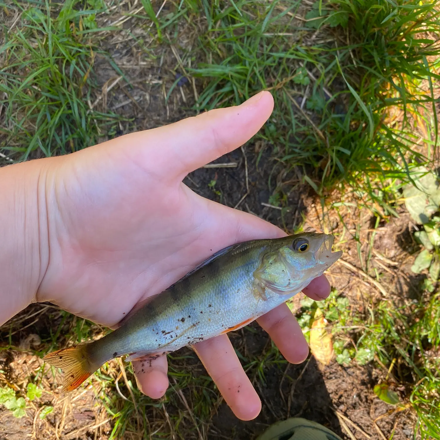 European perch caught on Fishbrain