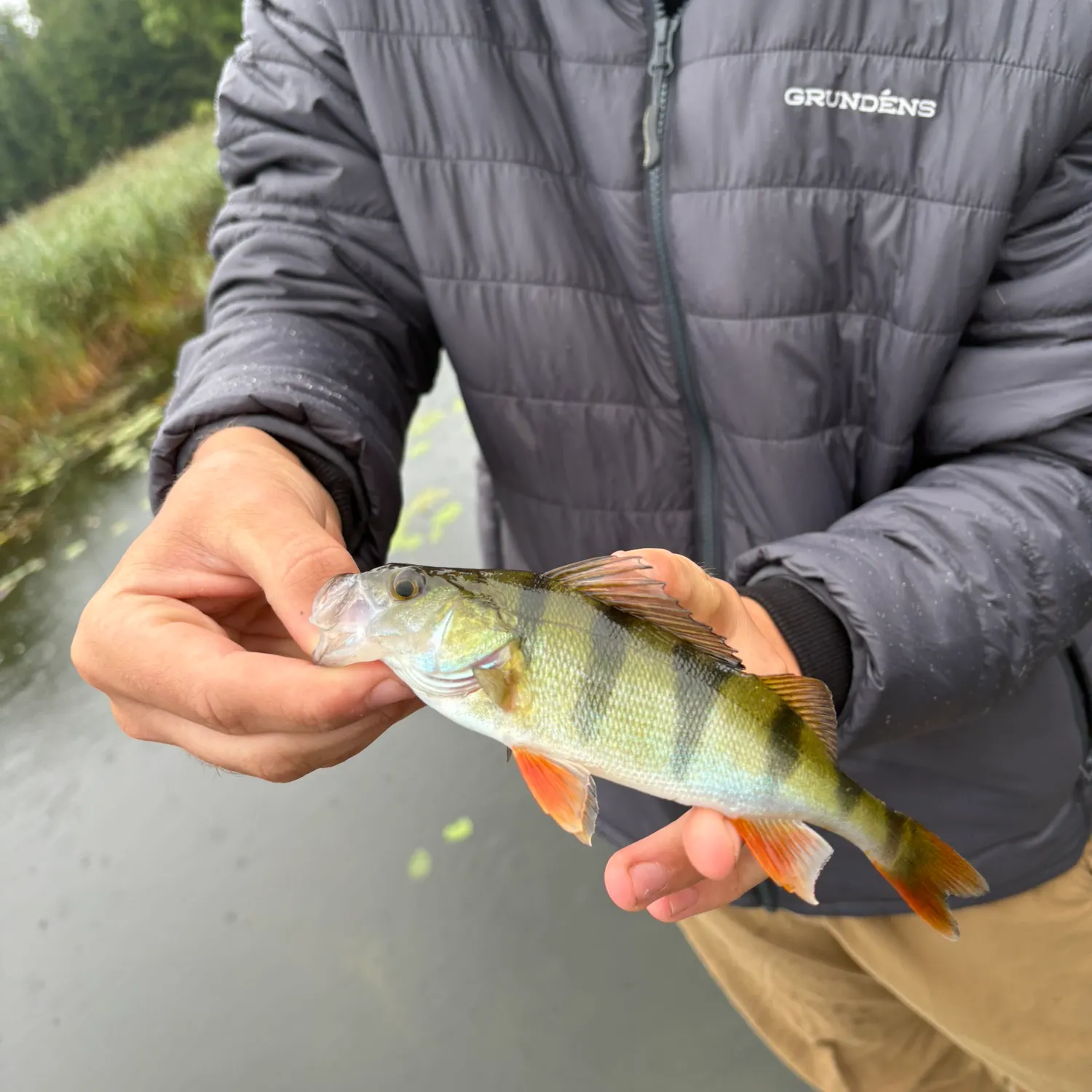 European perch caught on Fishbrain