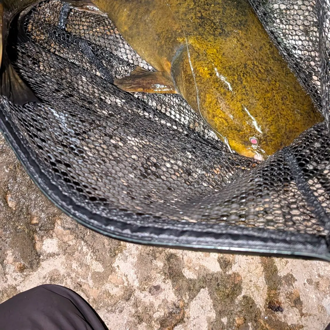 Flathead catfish caught on Fishbrain