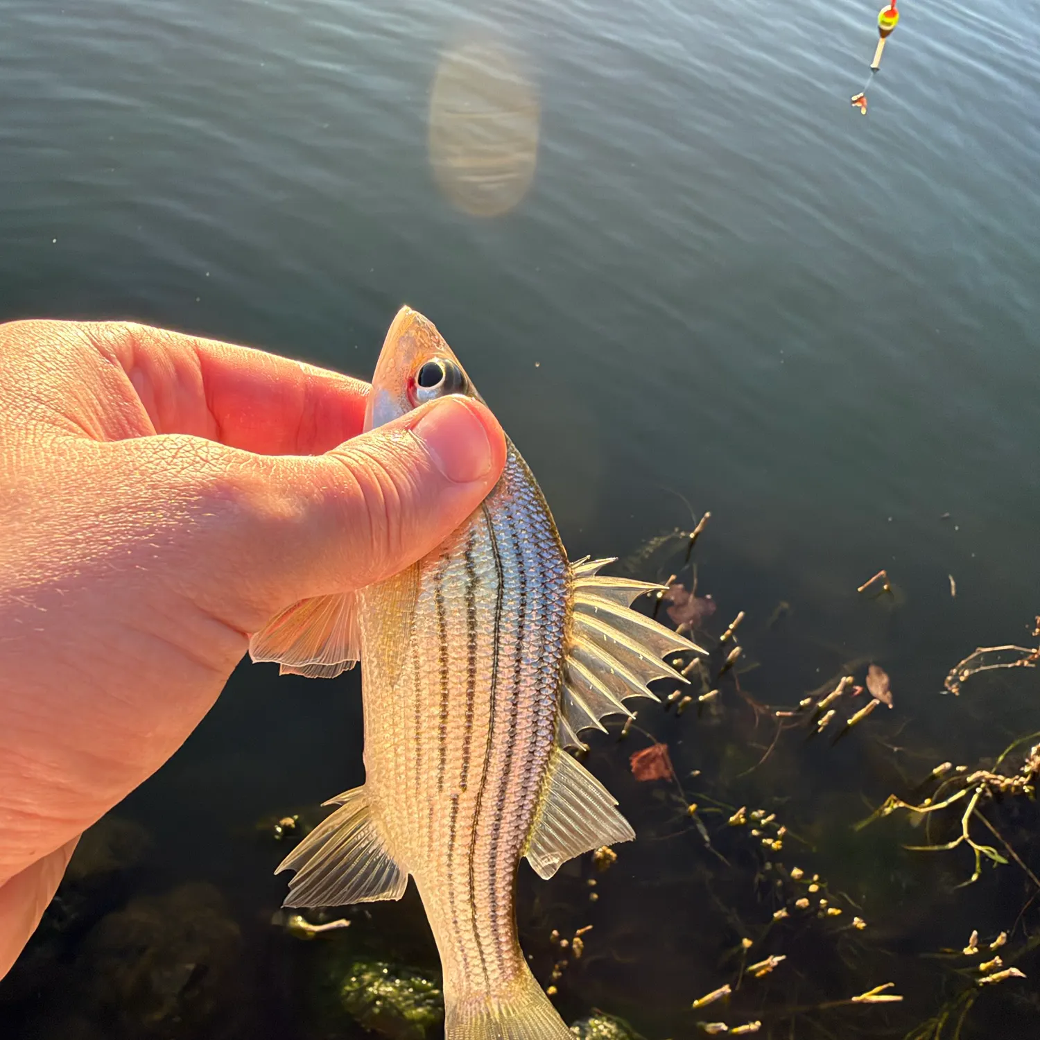 Yellow bass caught on Fishbrain