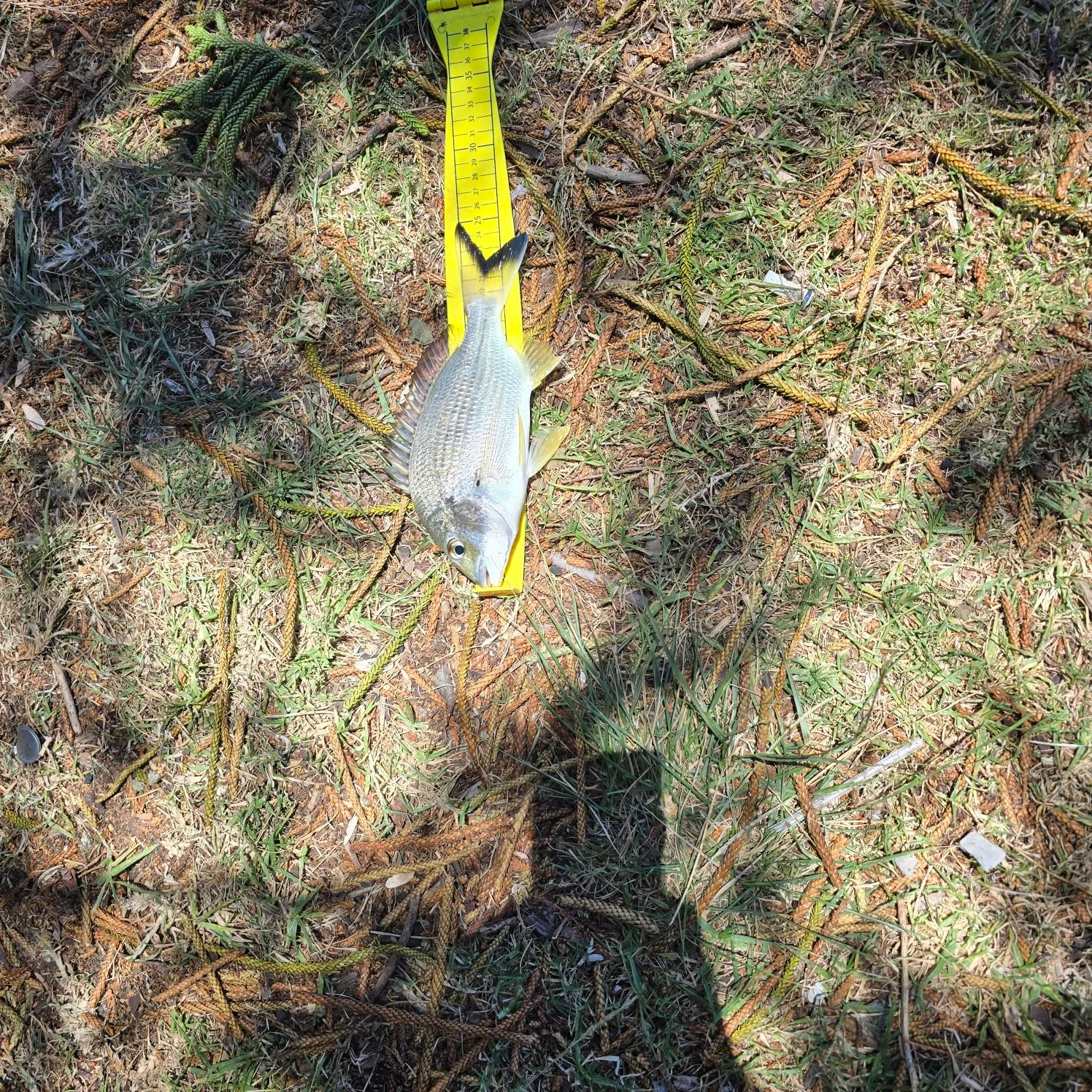 The most recent Surf bream catches on Fishbrain