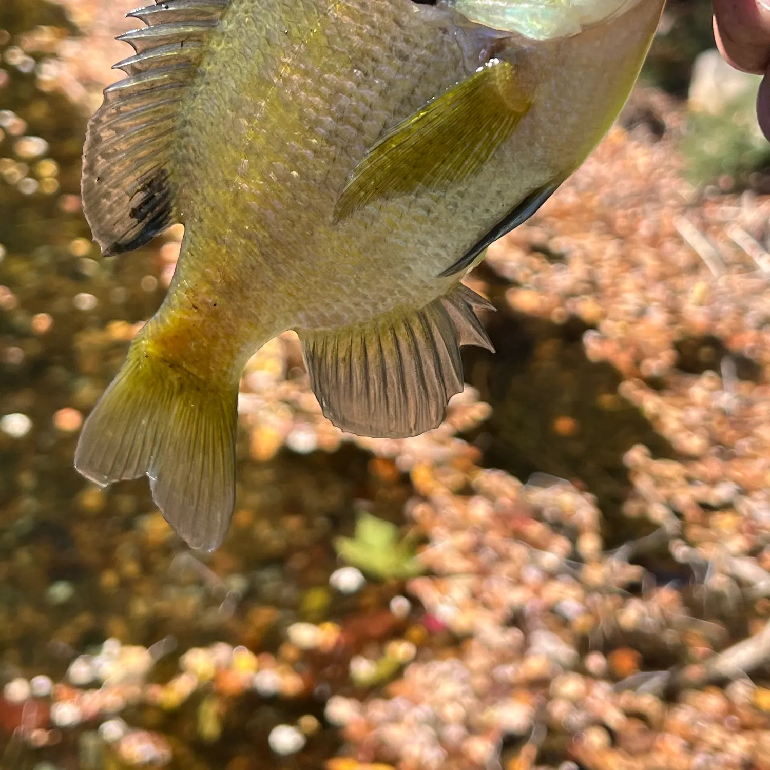 Bluegill caught on Fishbrain