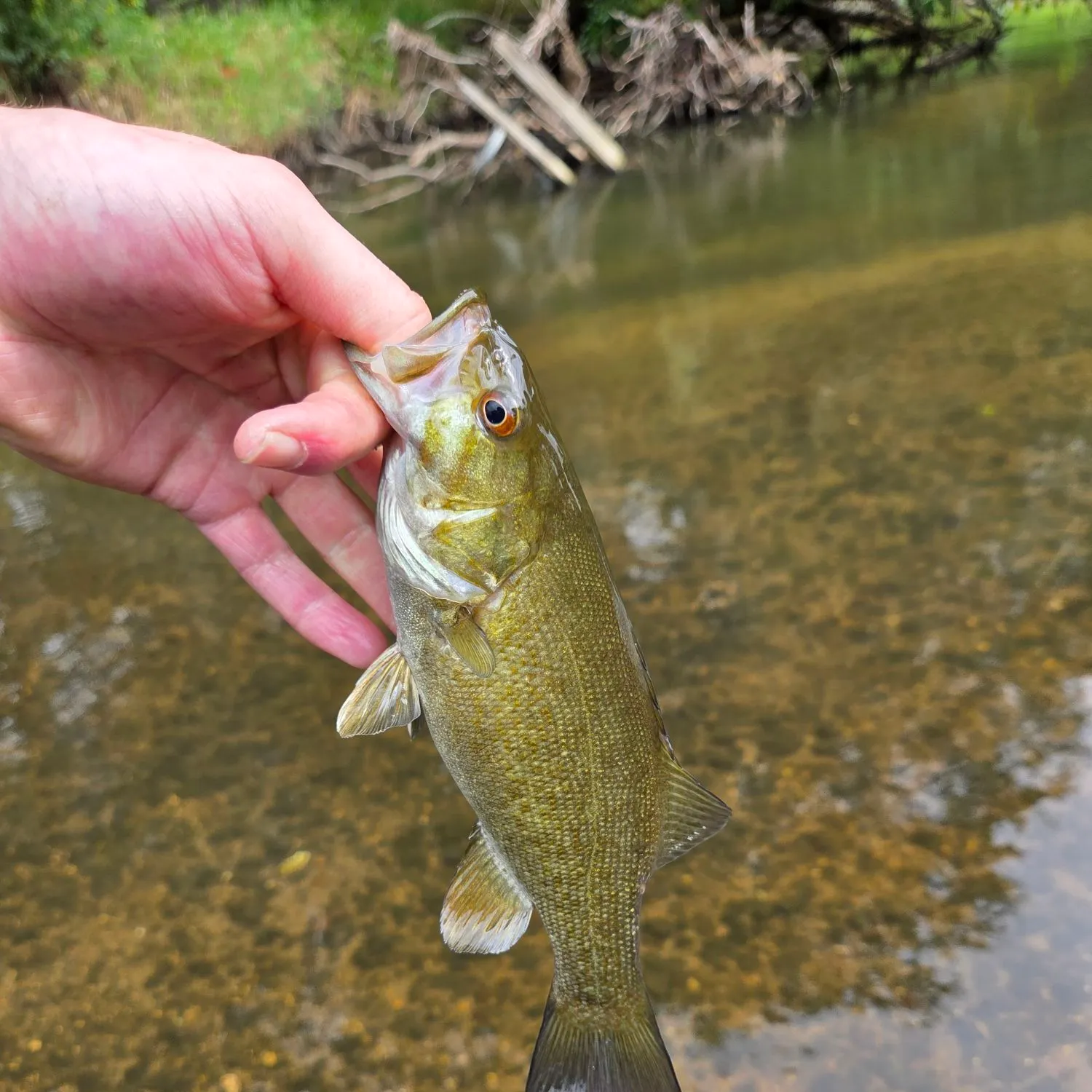 Smallmouth bass caught on Fishbrain