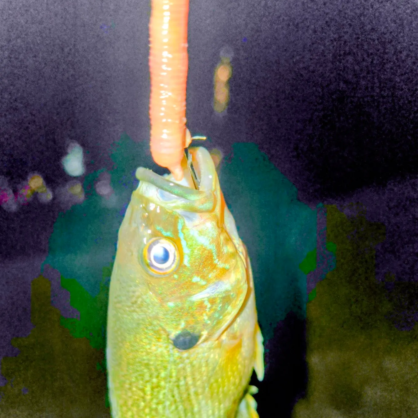 Green sunfish caught on Fishbrain