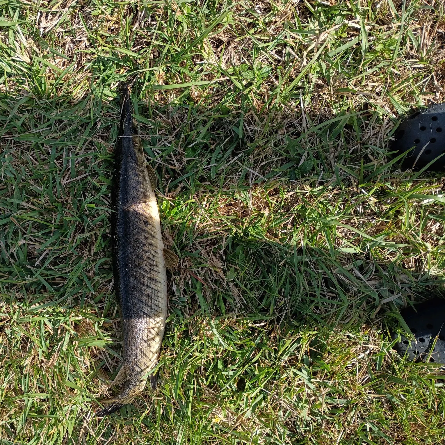 The most recent Spotted gar catches on Fishbrain