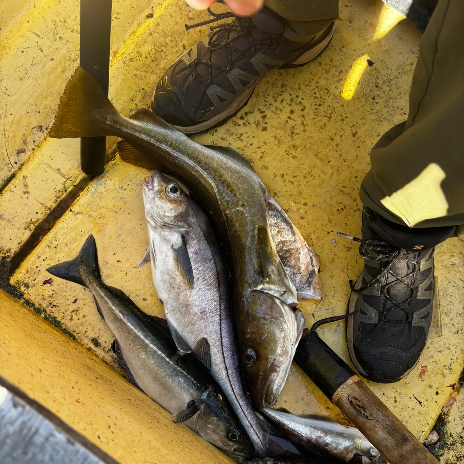 The most recent Atlantic pollock catches on Fishbrain