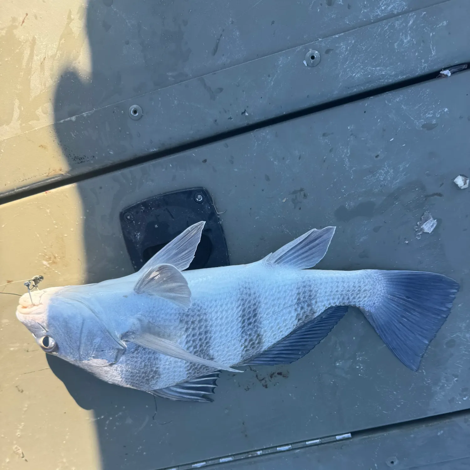 Black drum caught on Fishbrain