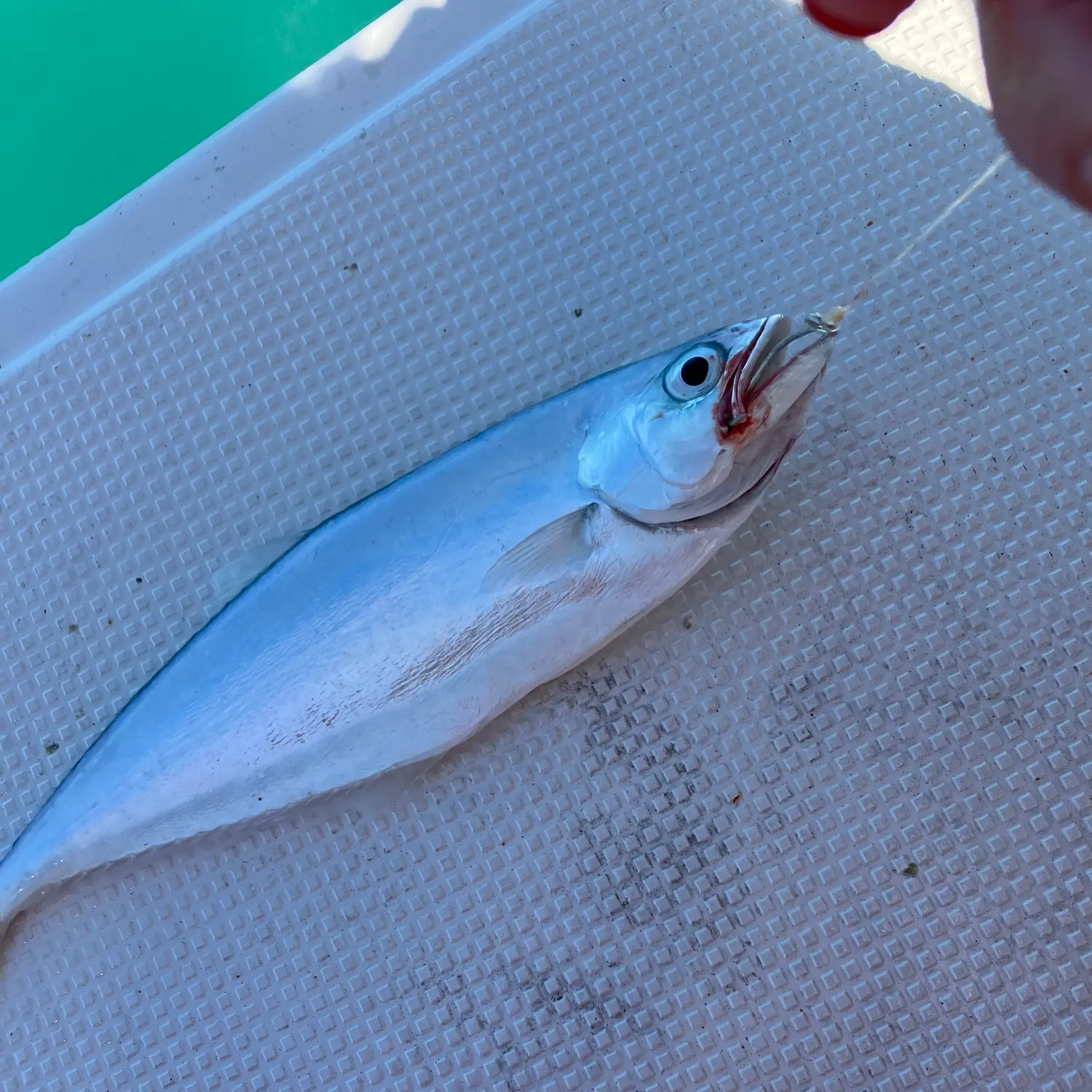 The most recent Leatherjack catches on Fishbrain