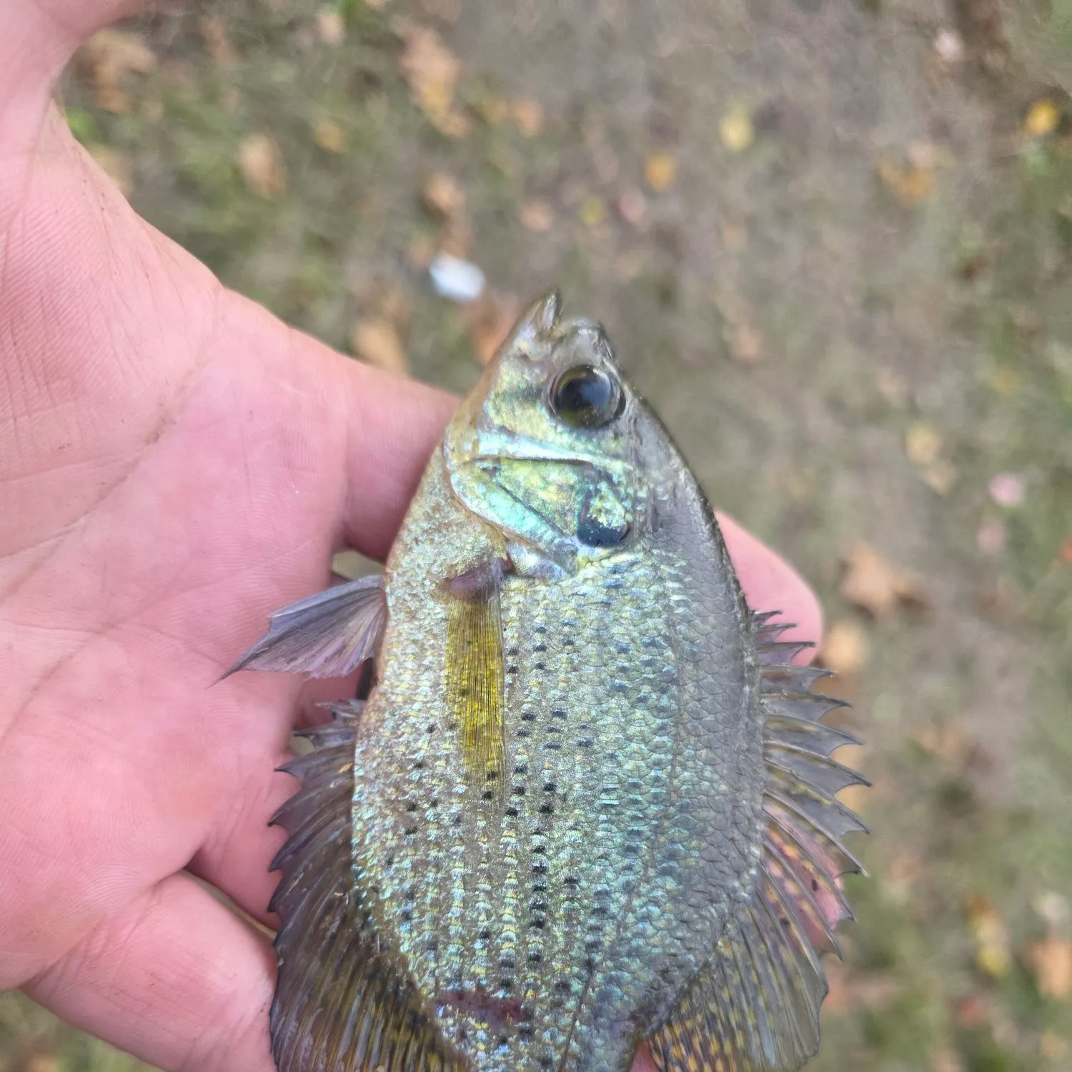 The most recent Flier catches on Fishbrain