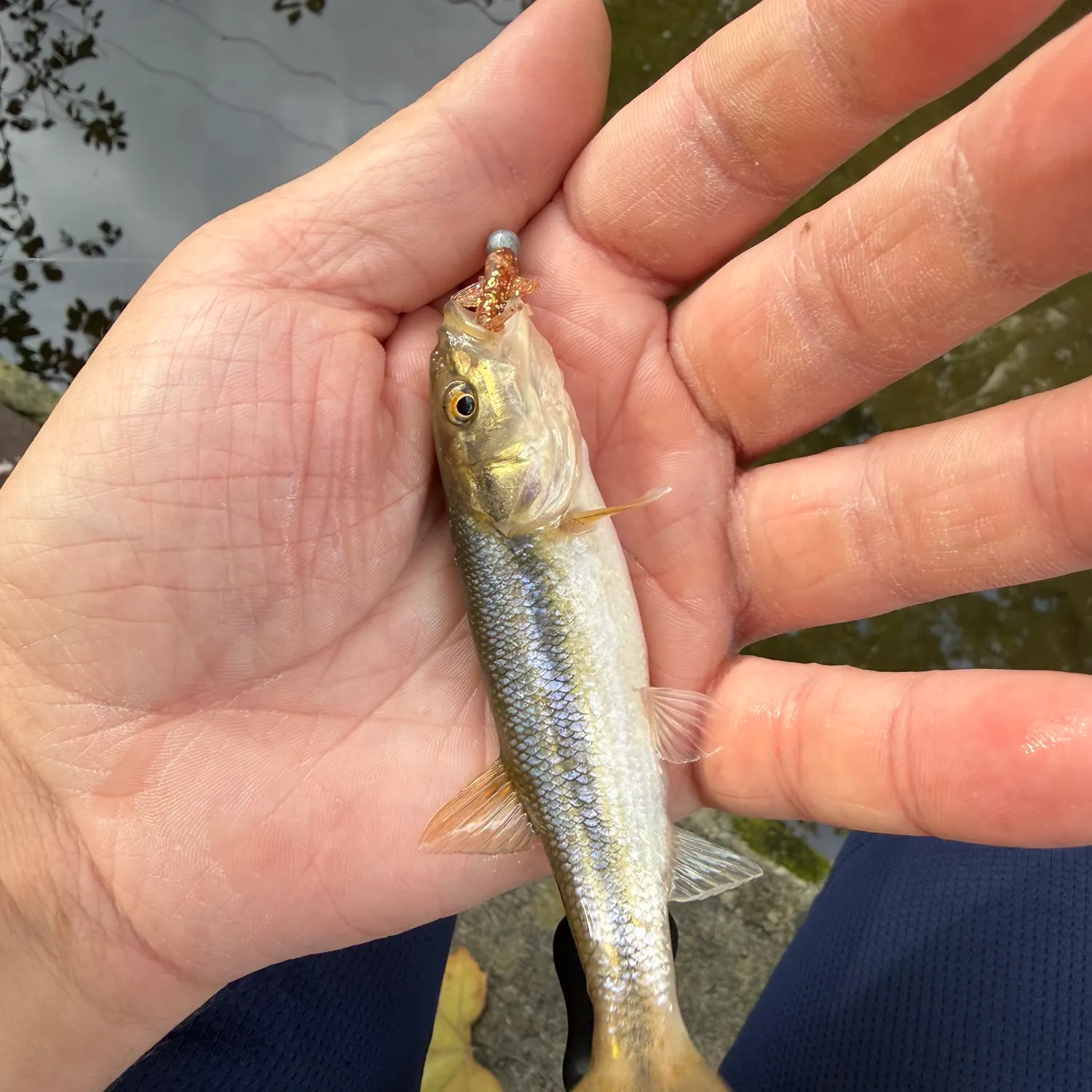 Creek chub caught on Fishbrain