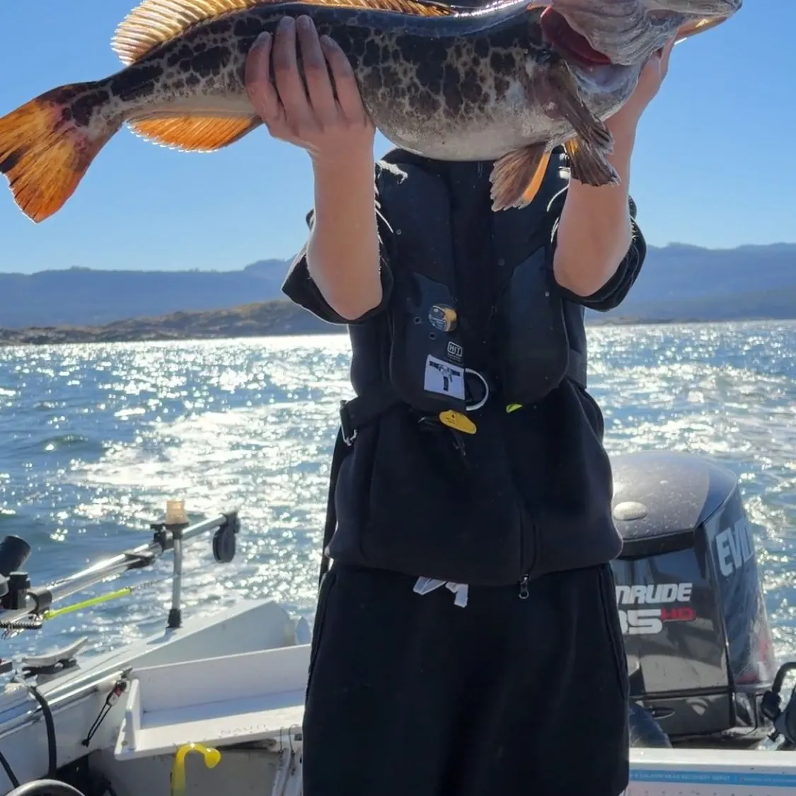 Lingcod caught on Fishbrain