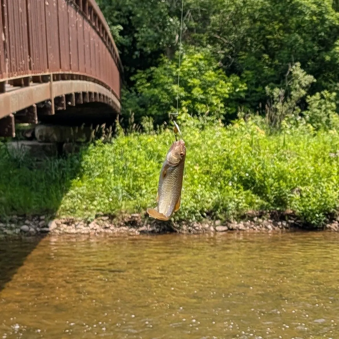 The most recent Hornyhead chub catches on Fishbrain