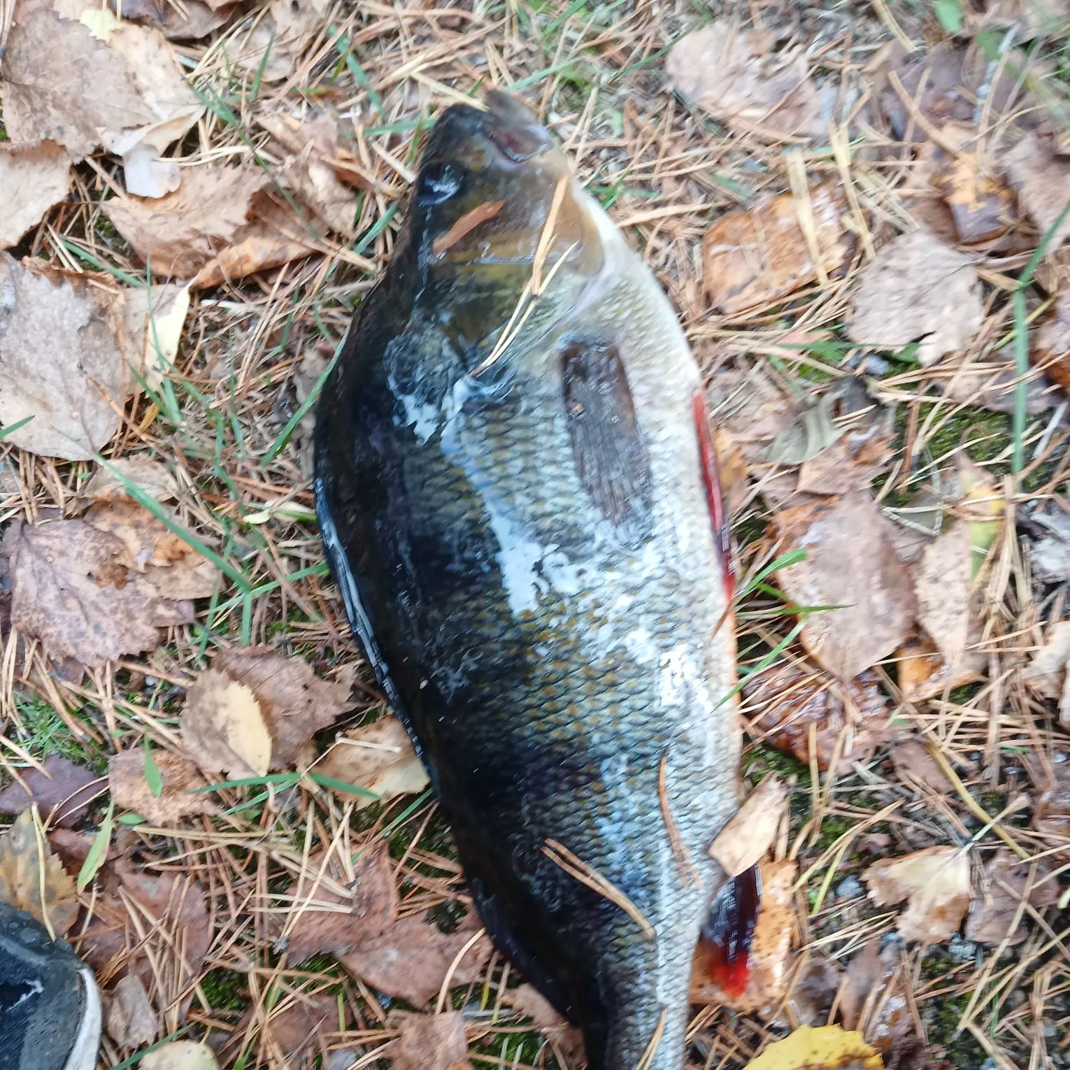 European perch caught on Fishbrain