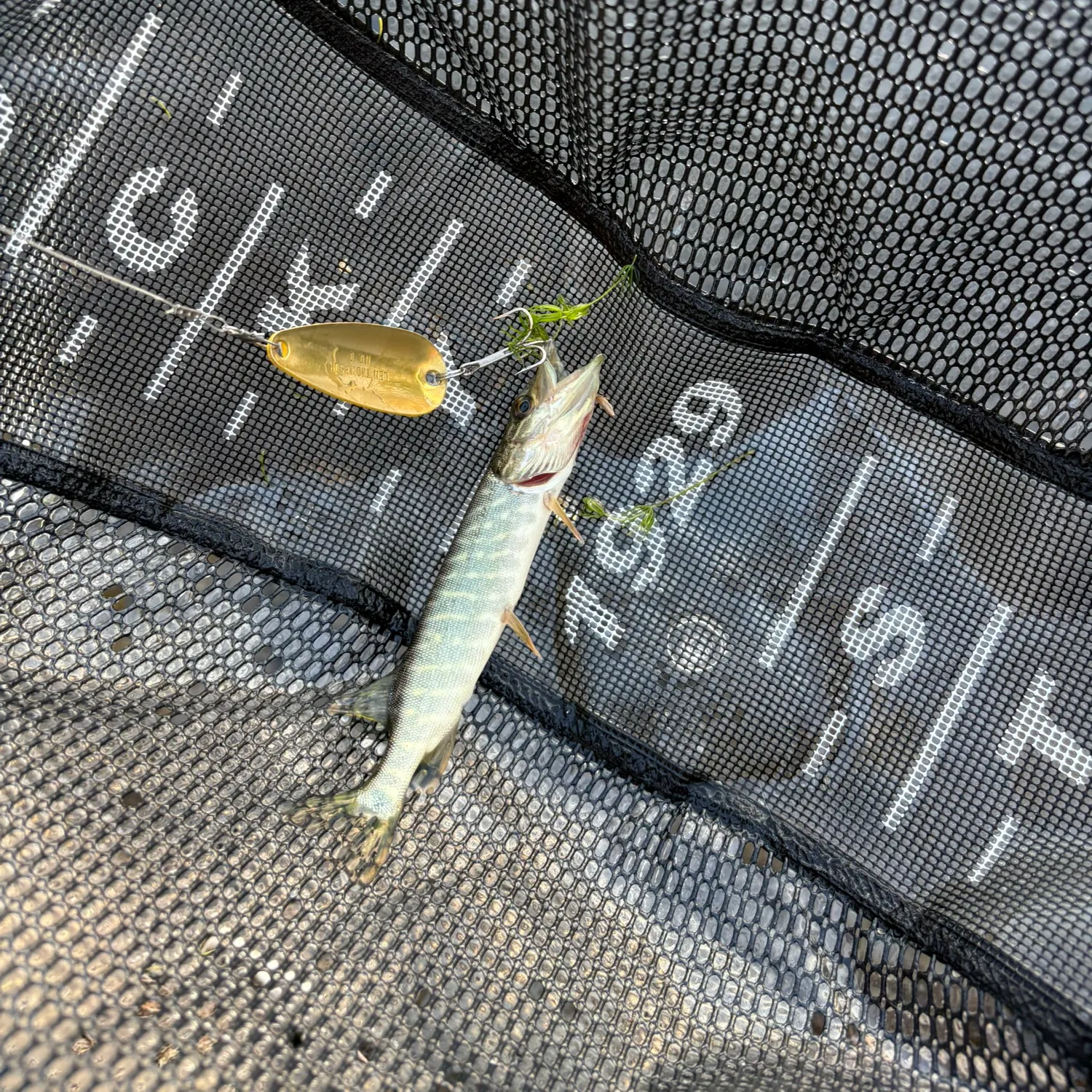 Northern pike caught on Fishbrain