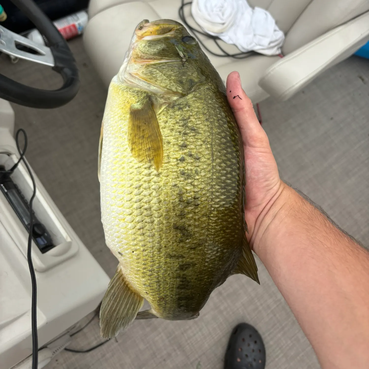Largemouth bass caught on Fishbrain