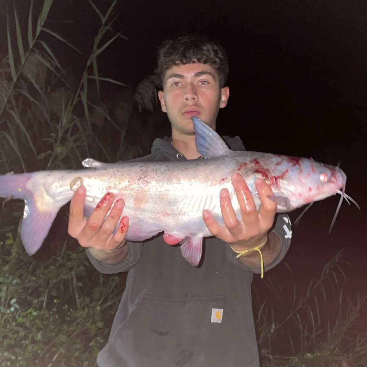 Blue catfish caught on Fishbrain