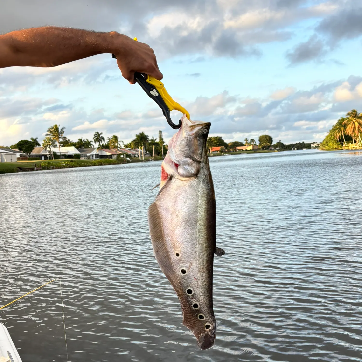 The most recent Clown knifefish catches on Fishbrain