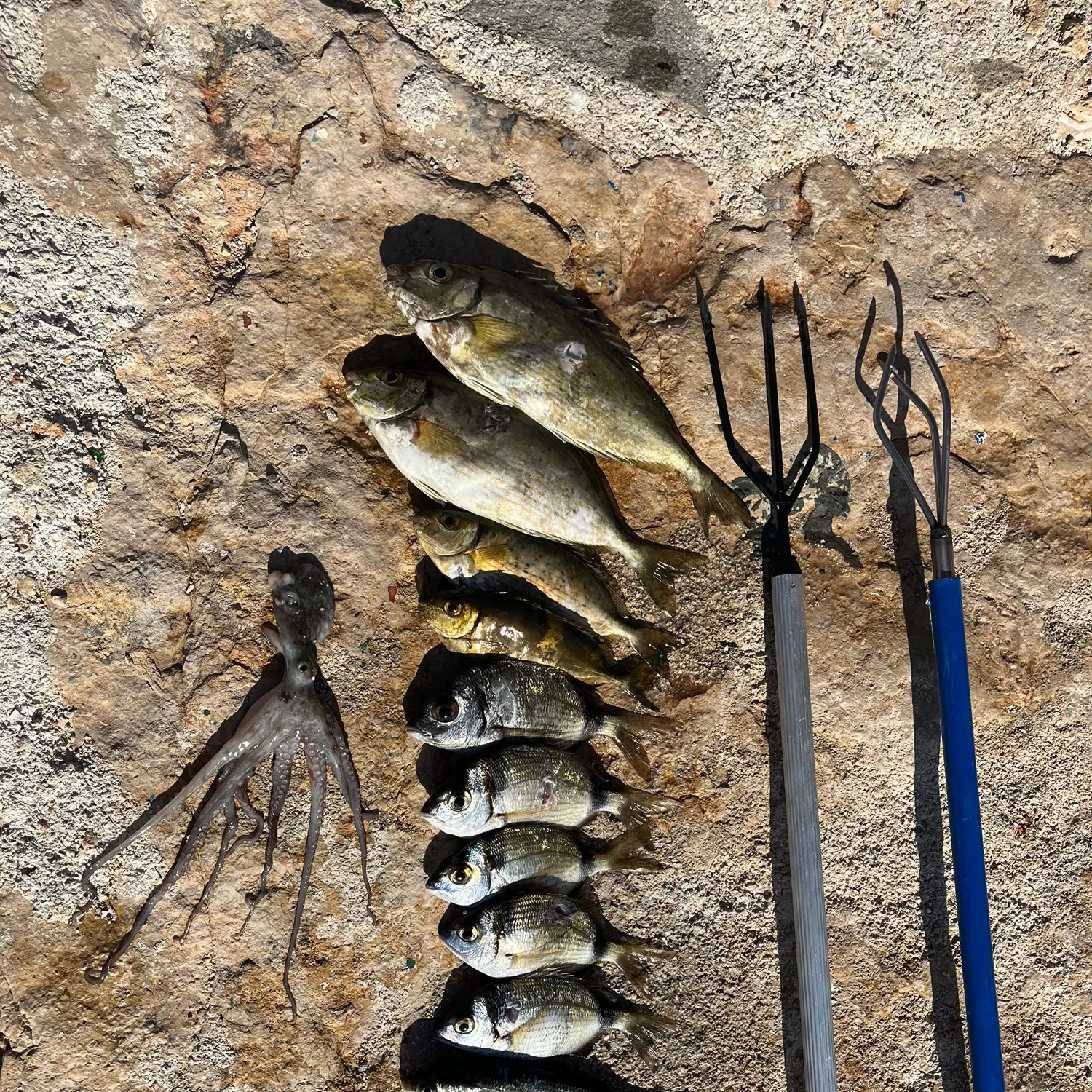 The most recent Hammer octopus catches on Fishbrain