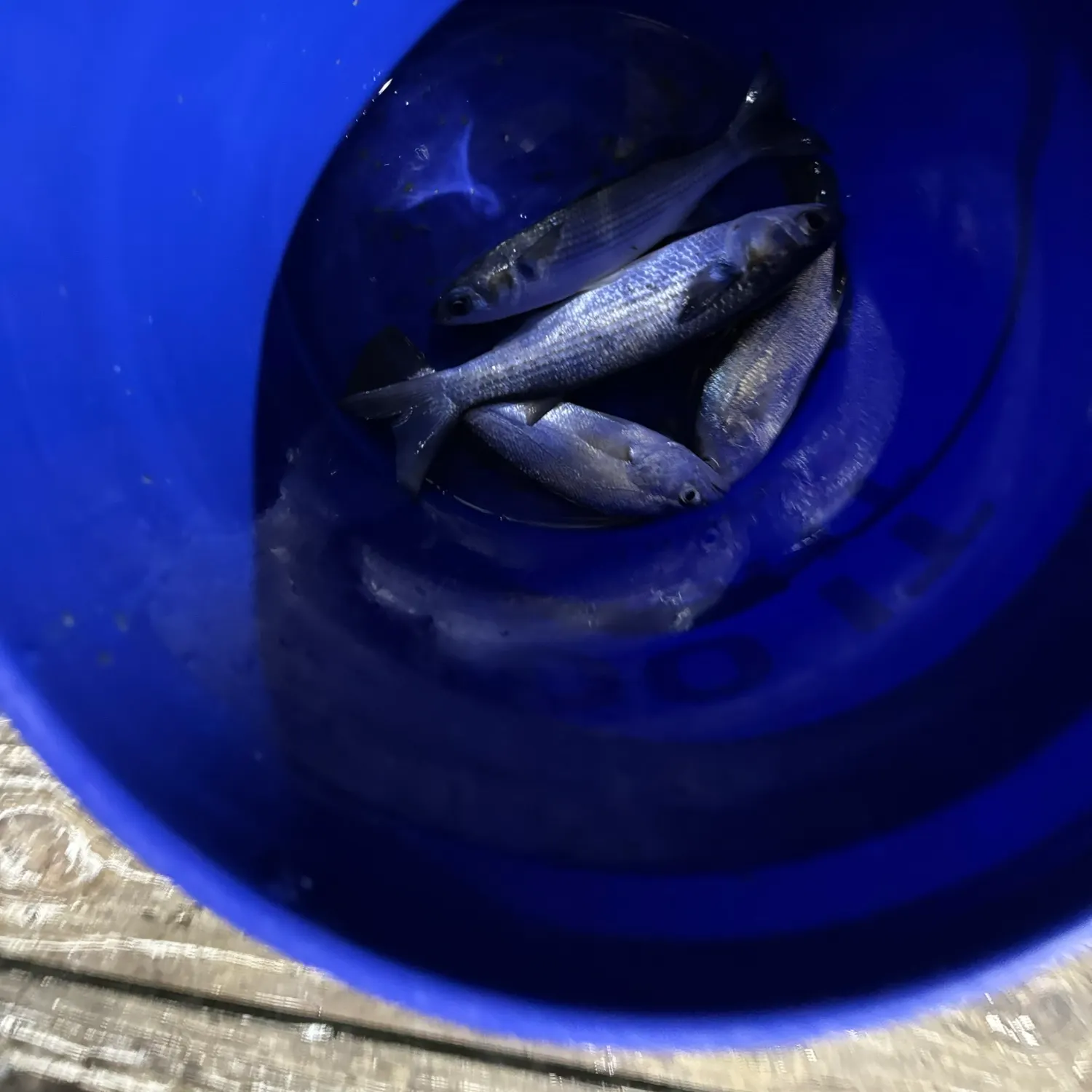The most recent Striped mullet catches on Fishbrain