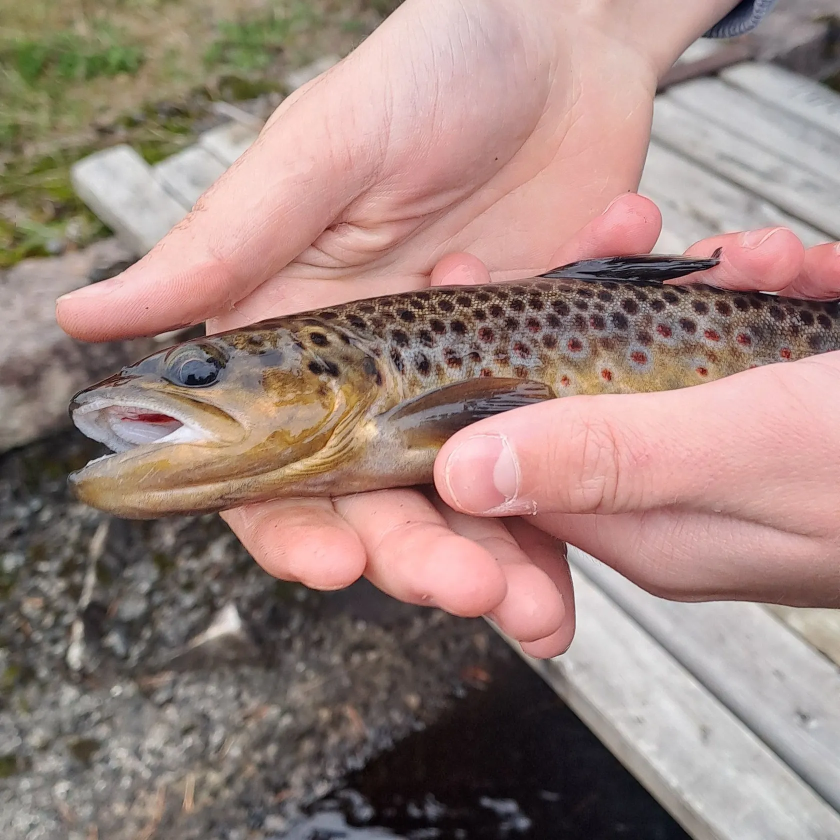 Brown trout caught on Fishbrain