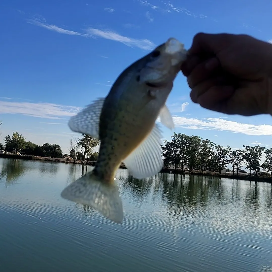 Black crappie caught on Fishbrain