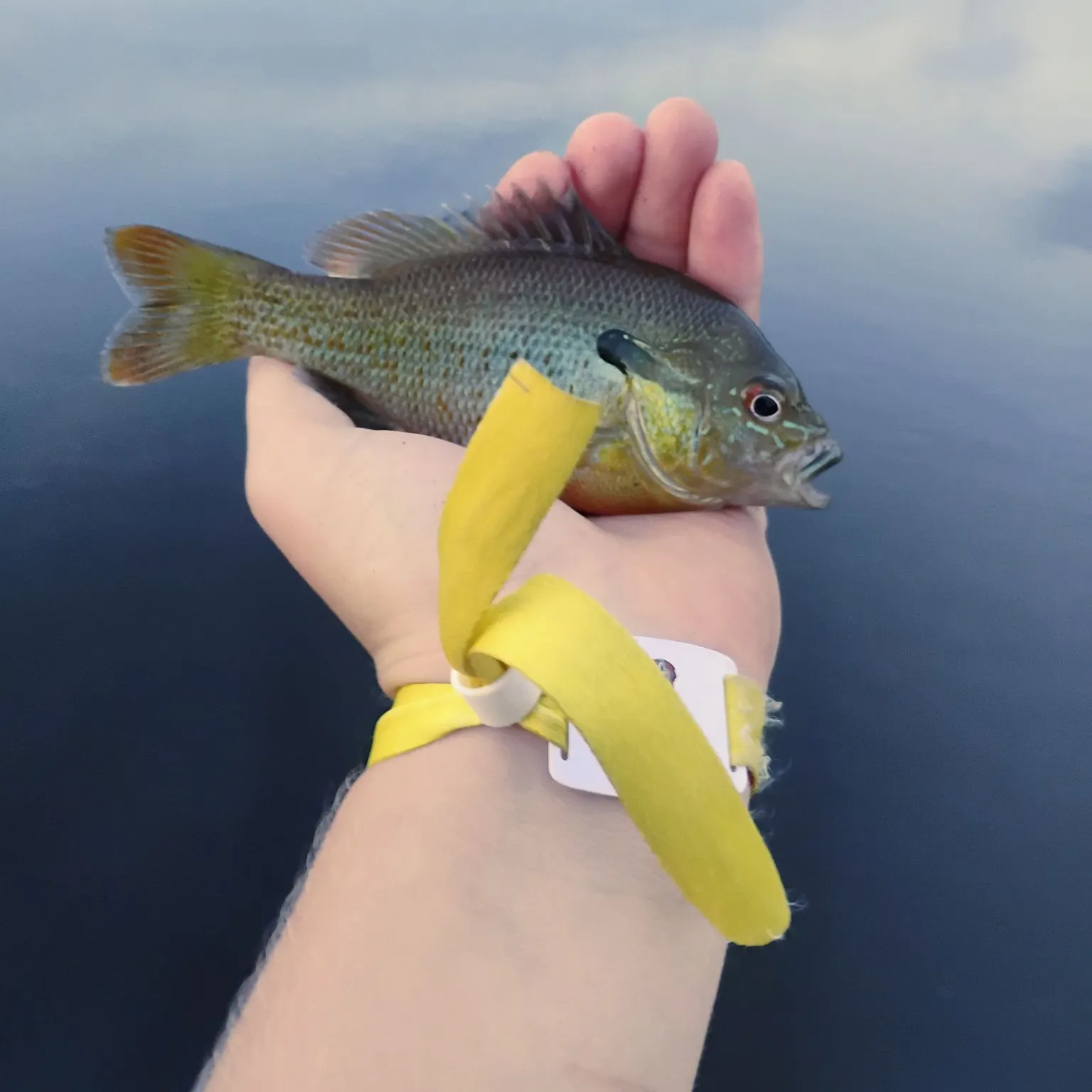 Redbreast sunfish caught on Fishbrain