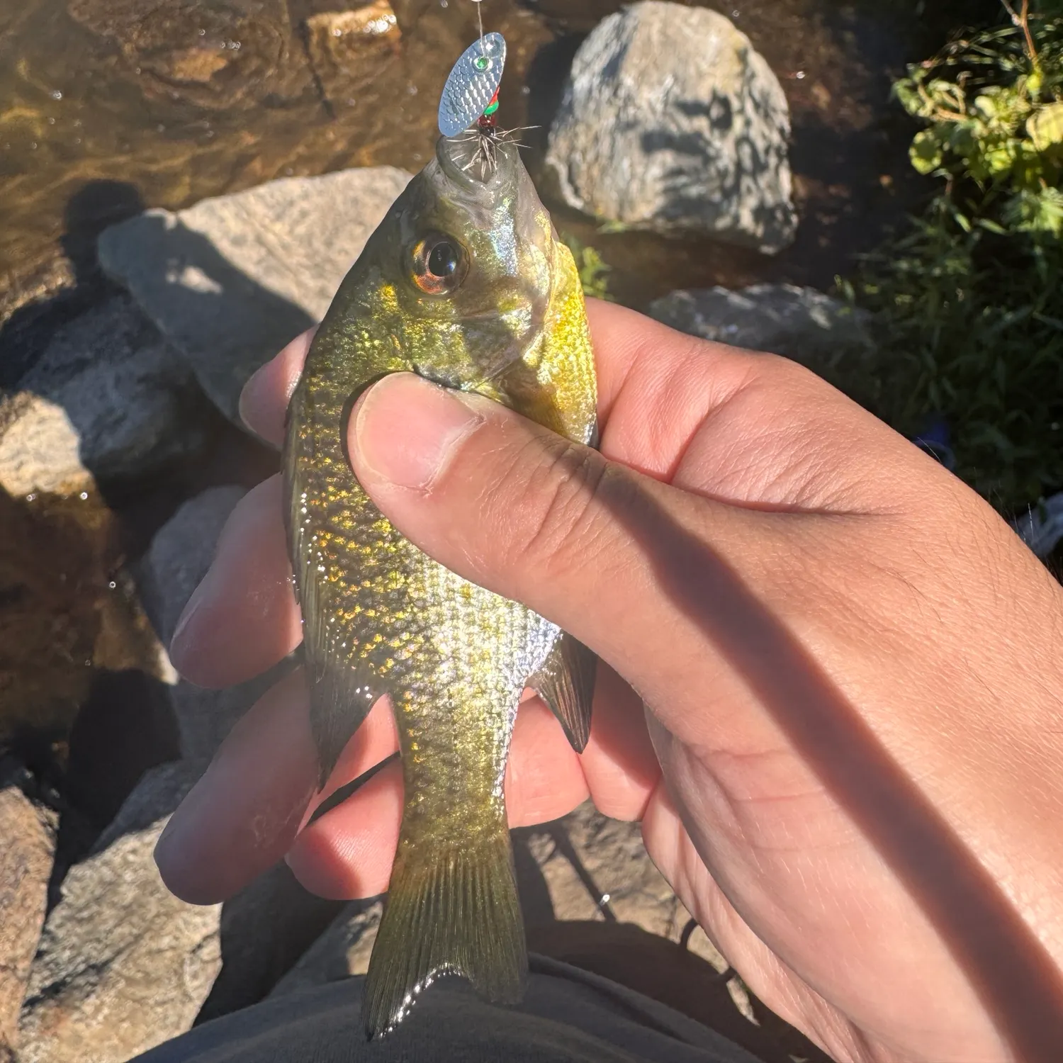 Bluegill caught on Fishbrain