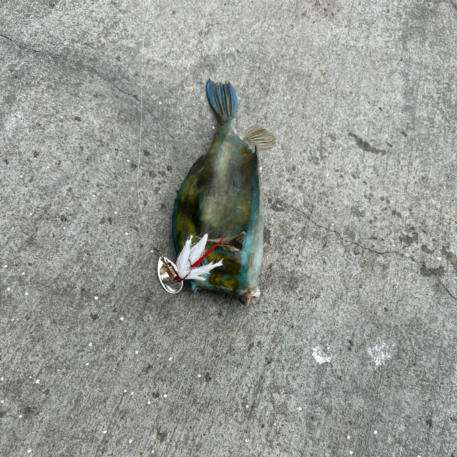 The most recent Roundbelly cowfish catches on Fishbrain