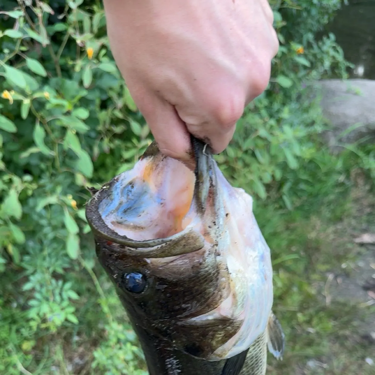 Largemouth bass caught on Fishbrain