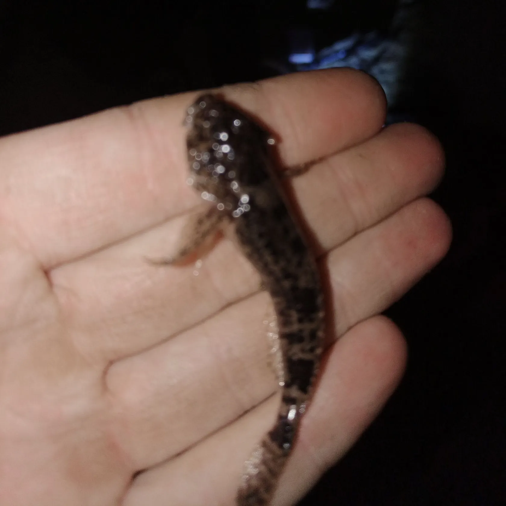 The most recent European bullhead catches on Fishbrain