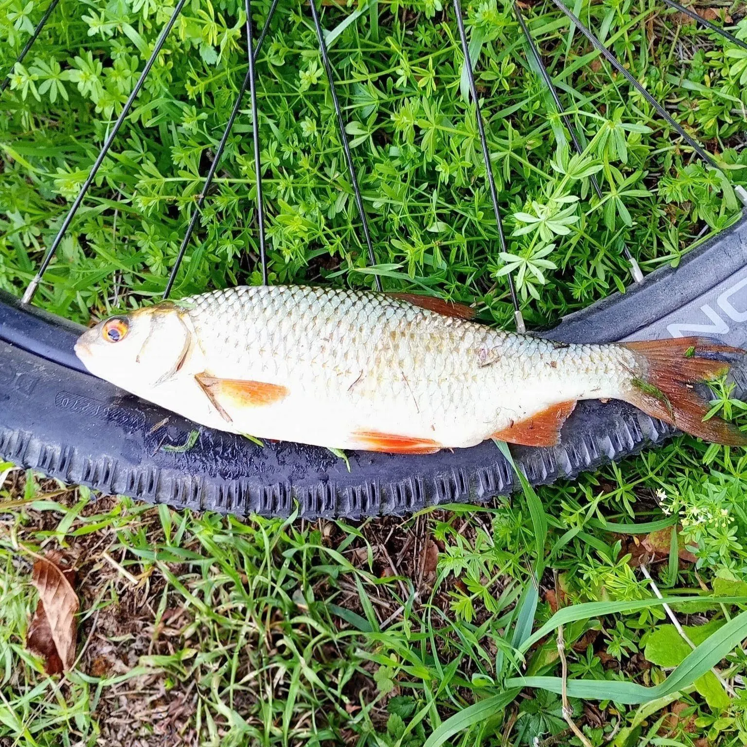 Common roach caught on Fishbrain