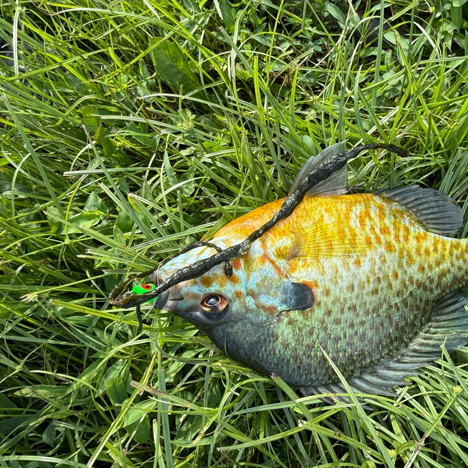 Pumpkinseed caught on Fishbrain