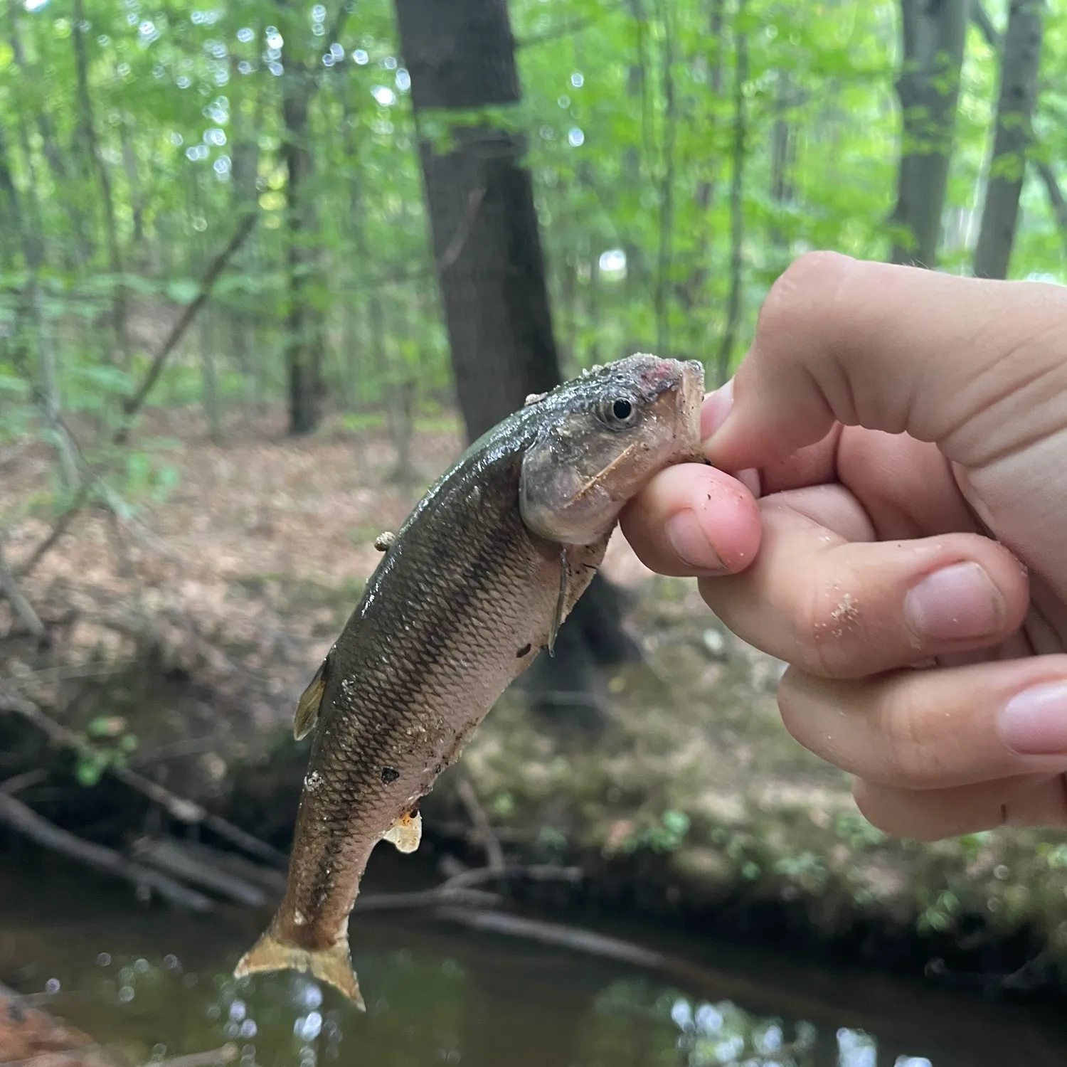 Creek chub caught on Fishbrain
