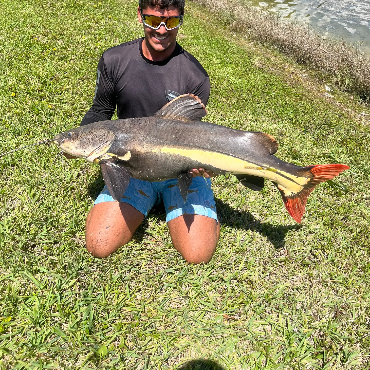 The most recent Redtail catfish catches on Fishbrain