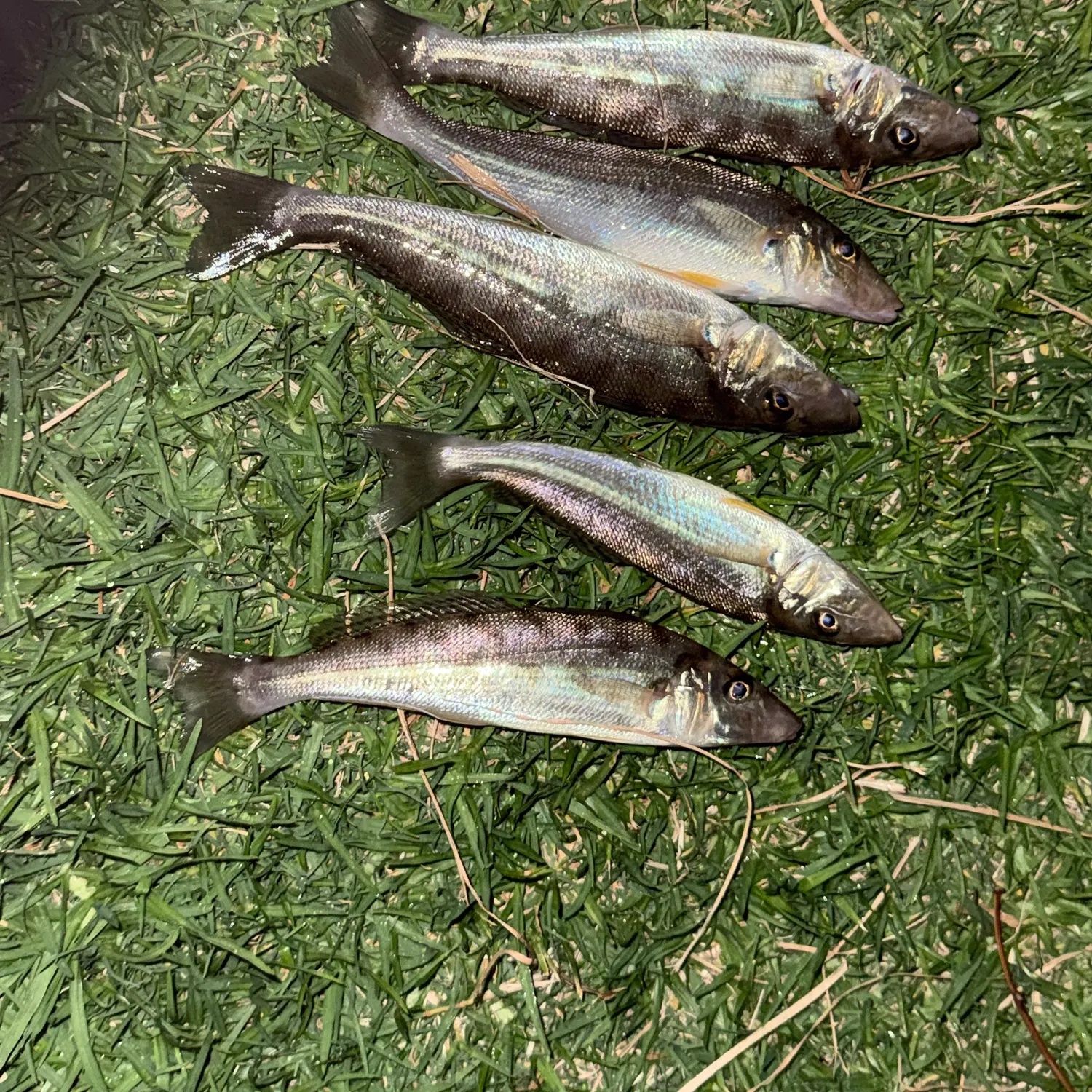 The most recent Sand sillago catches on Fishbrain