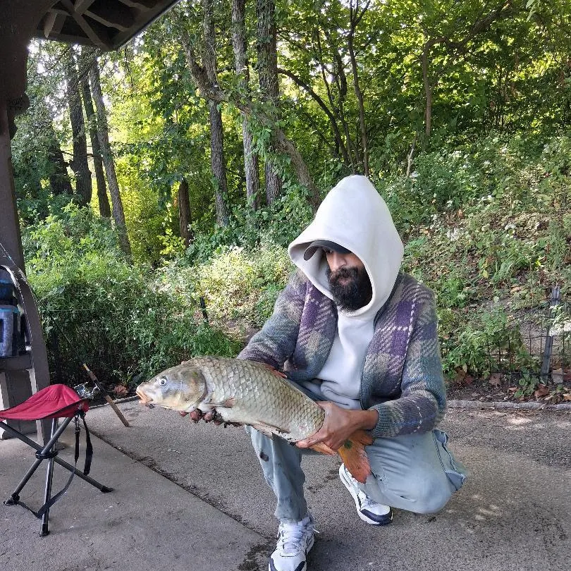 Common carp caught on Fishbrain