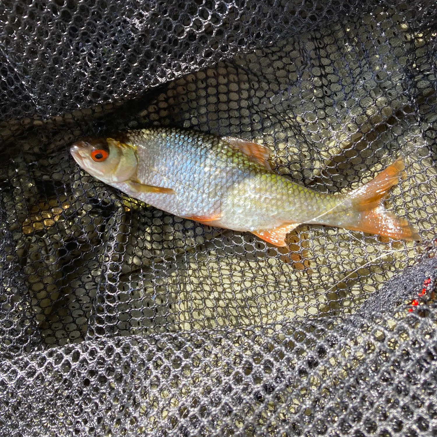 The most recent Common roach catches on Fishbrain