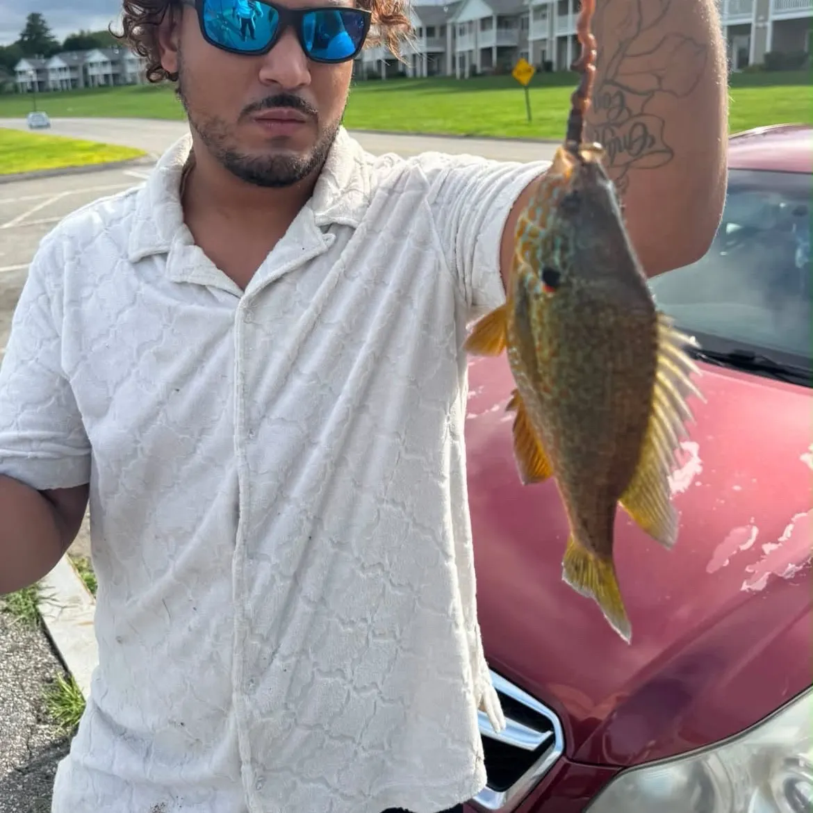 Pumpkinseed caught on Fishbrain