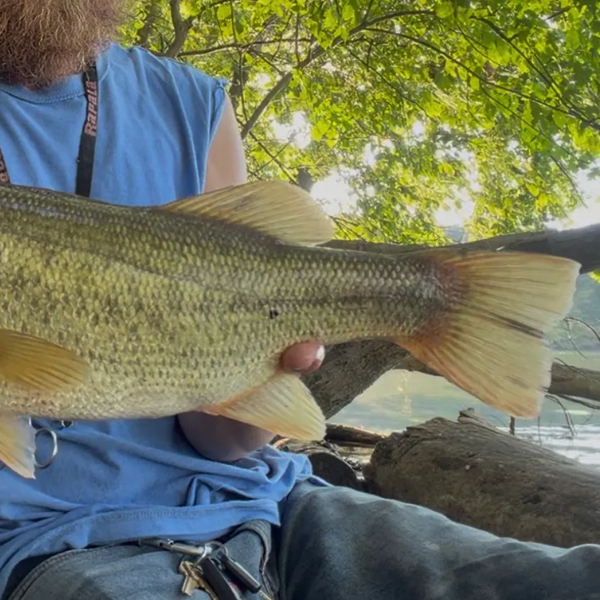 Largemouth bass caught on Fishbrain