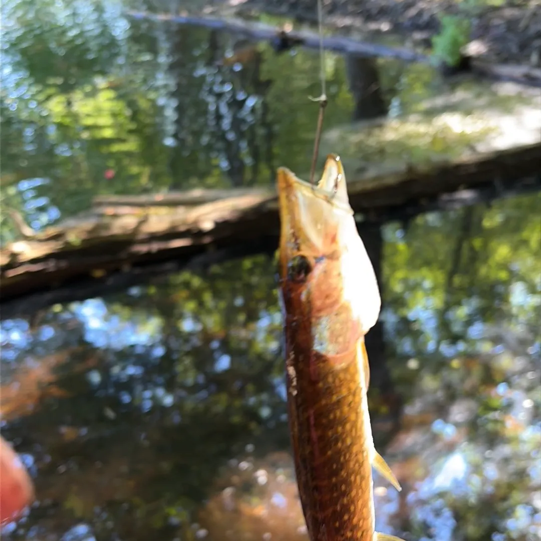 Chain pickerel caught on Fishbrain