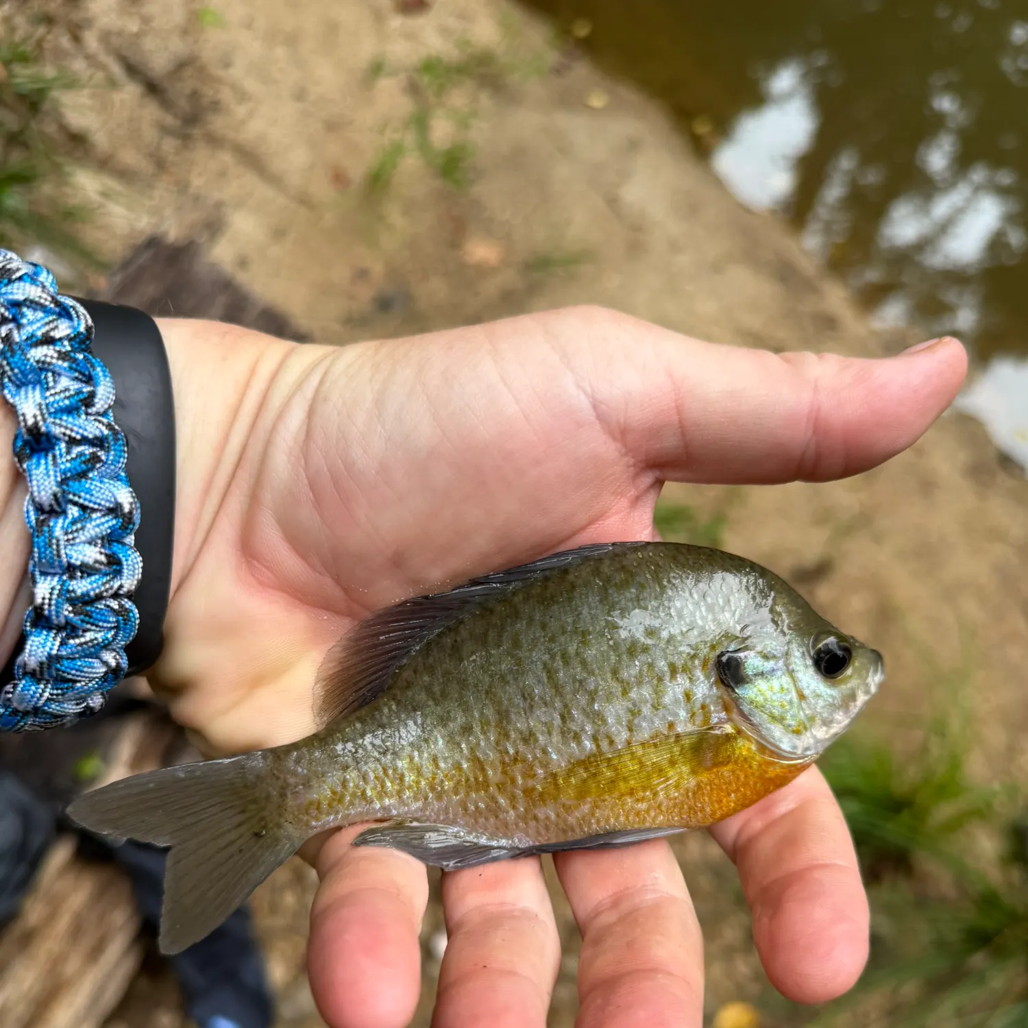 Bluegill caught on Fishbrain