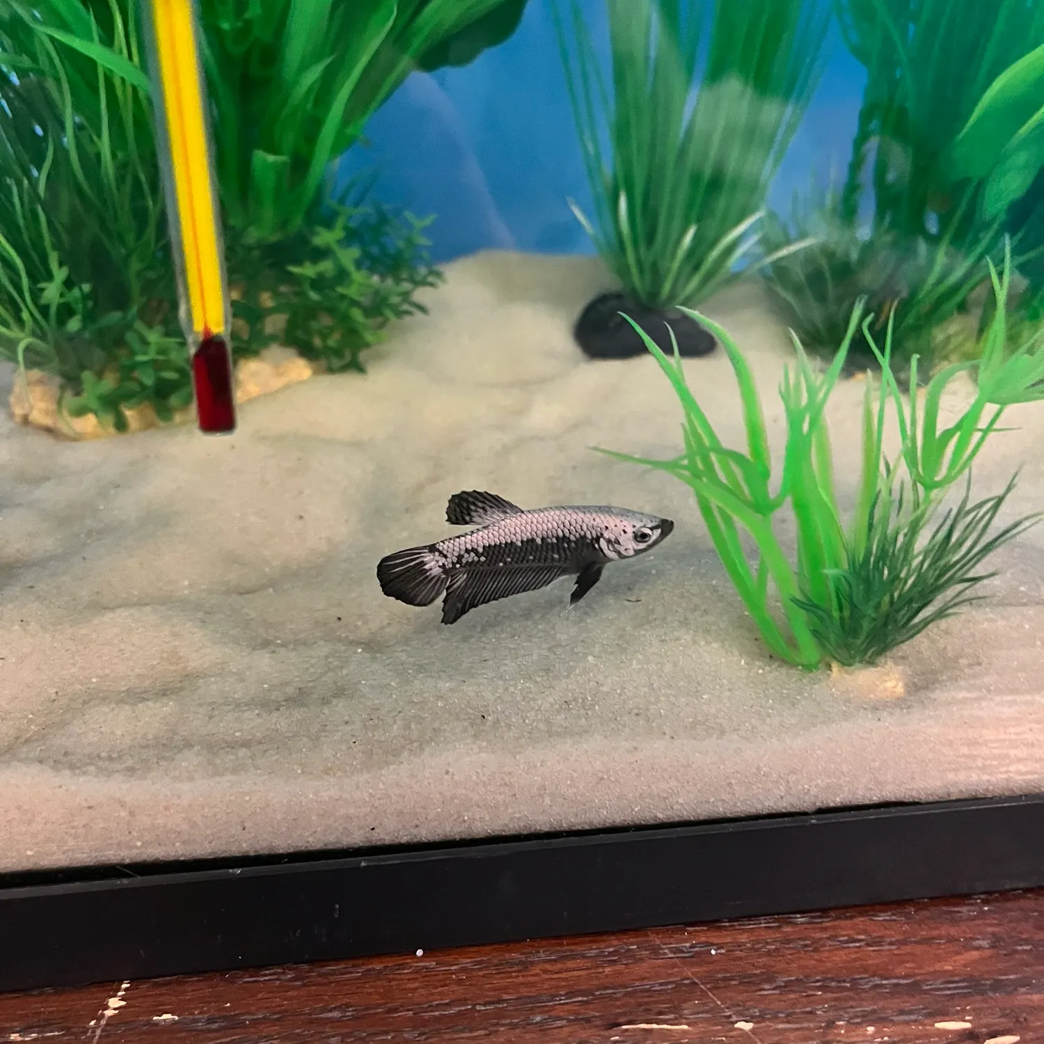 The most recent Siamese fighting fish catches on Fishbrain