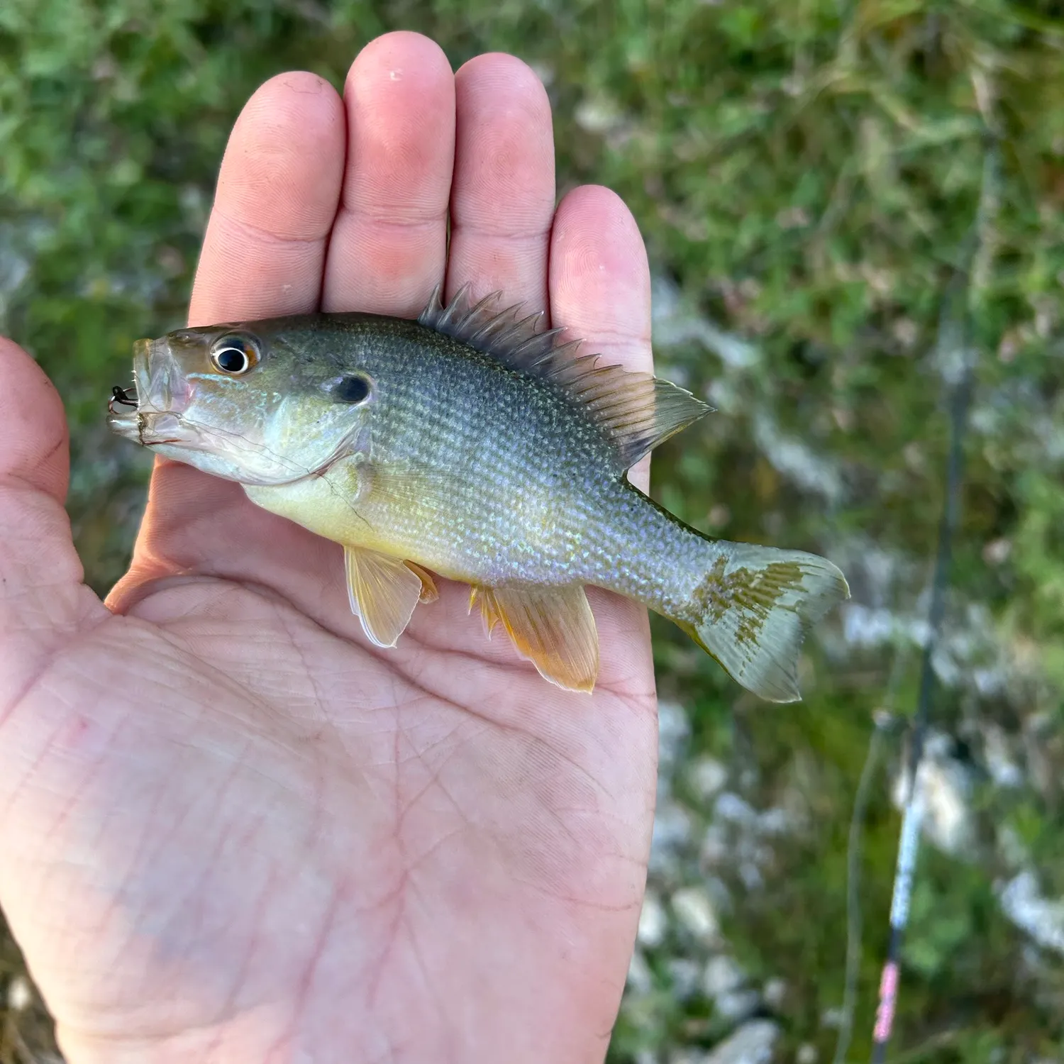 Green sunfish caught on Fishbrain