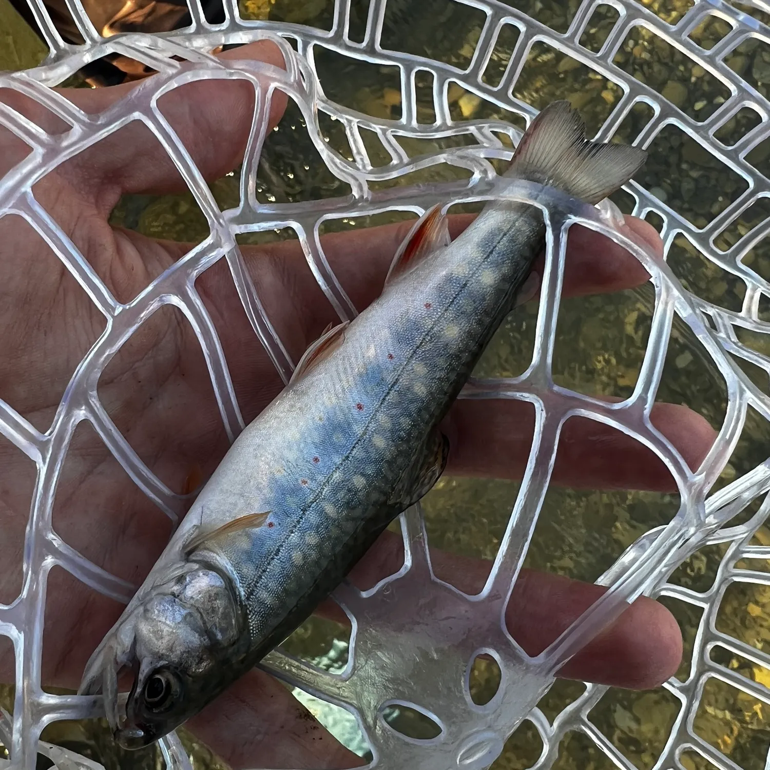 Brook trout caught on Fishbrain
