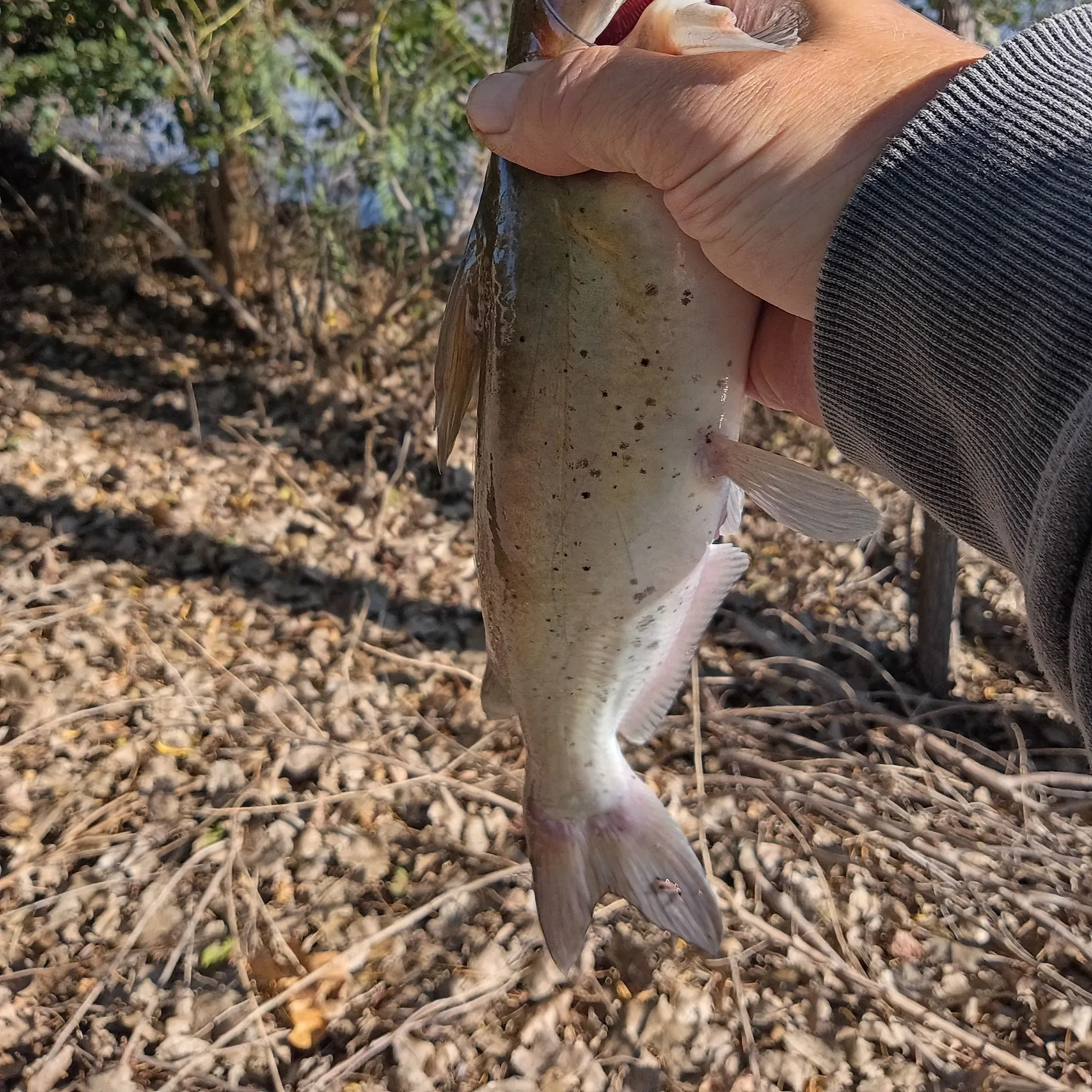 Channel catfish caught on Fishbrain