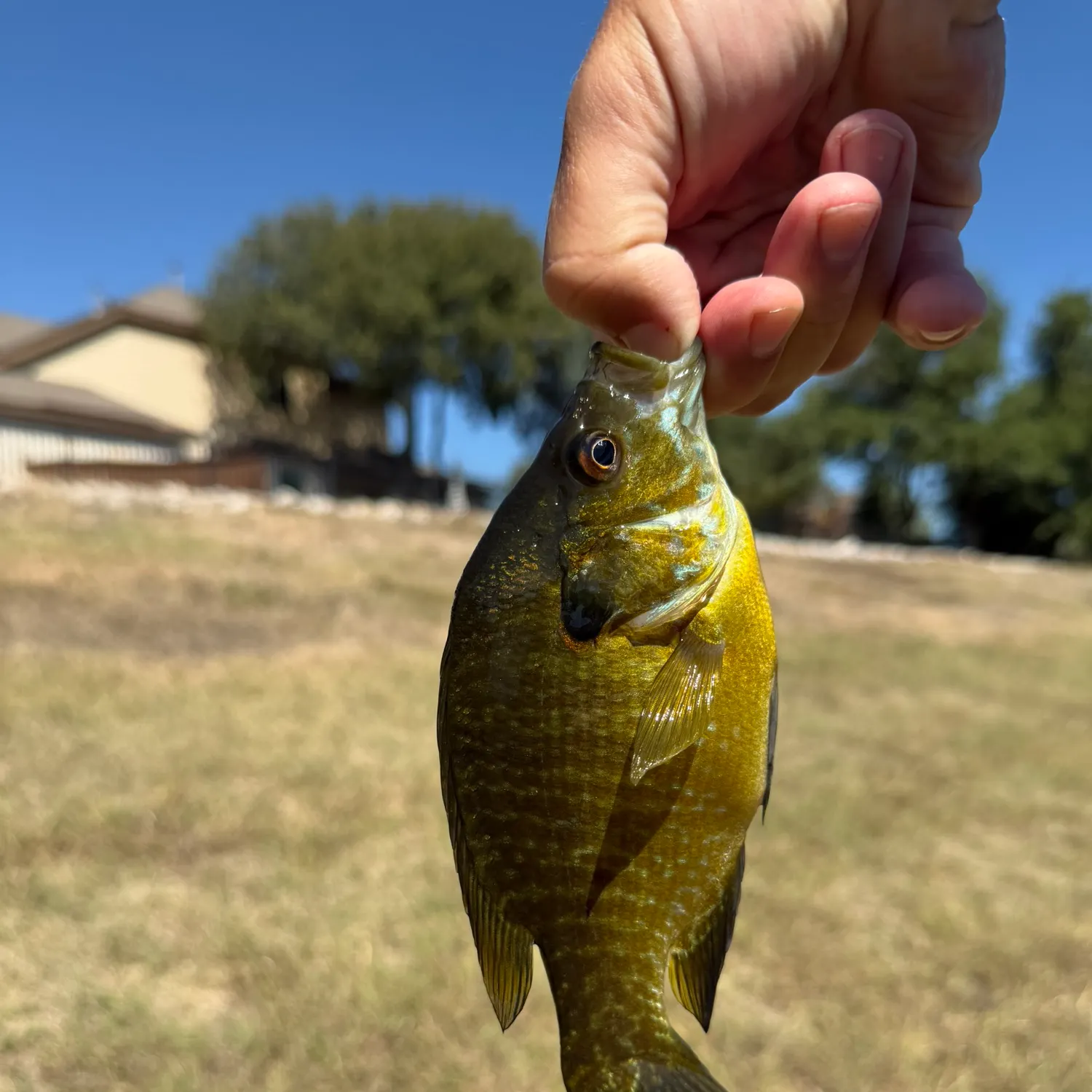 Greengill hybrid caught on Fishbrain