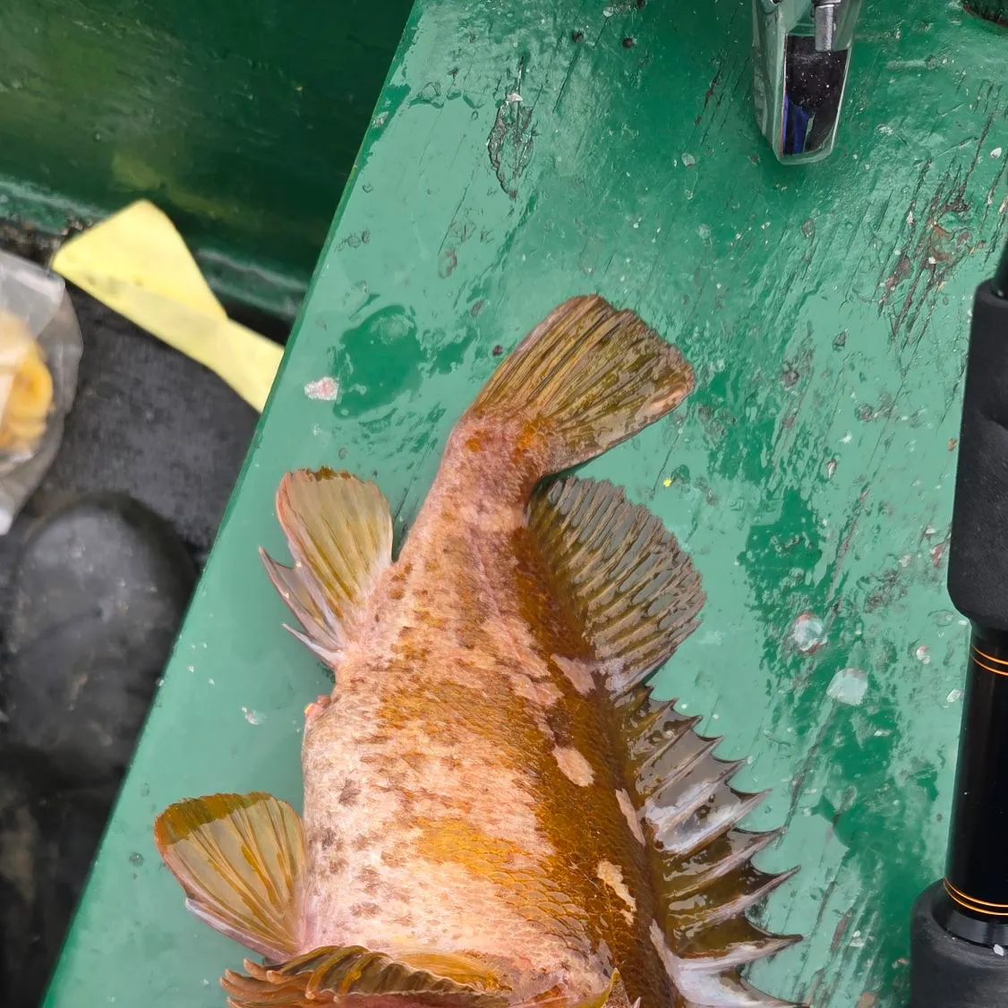 The most recent Gopher rockfish catches on Fishbrain
