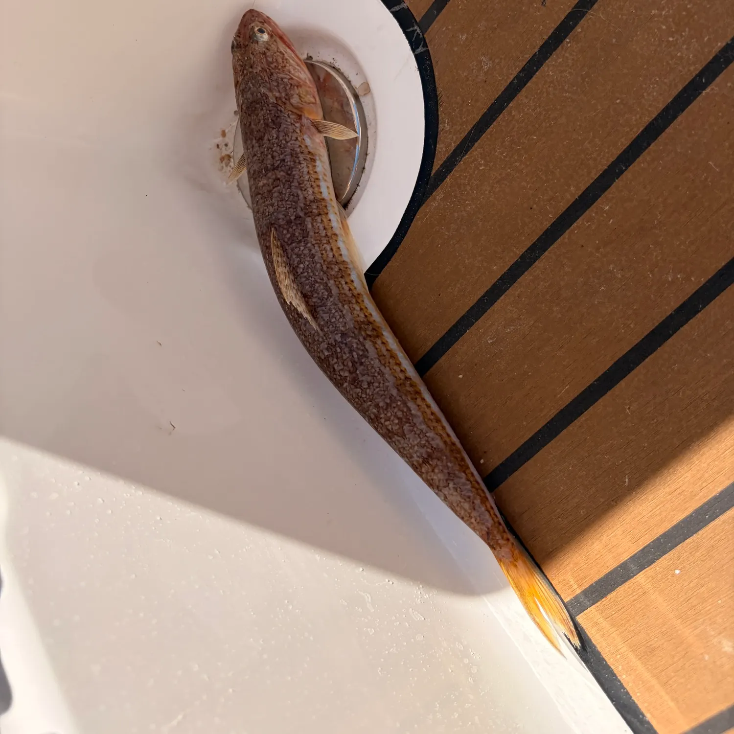 The most recent Greater weever catches on Fishbrain