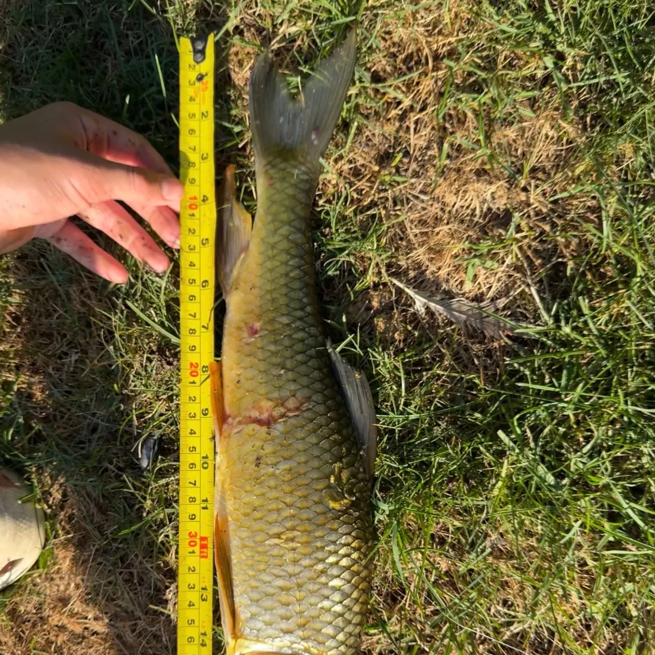 The most recent Golden redhorse catches on Fishbrain